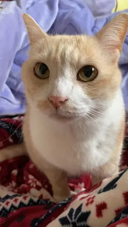 おしゃべり猫🐱