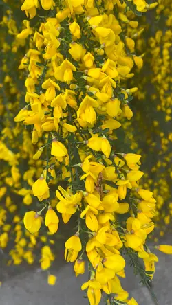 ヒメエニシダ🌼