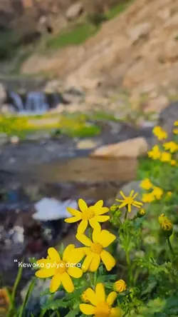 Kürtçe şablon 