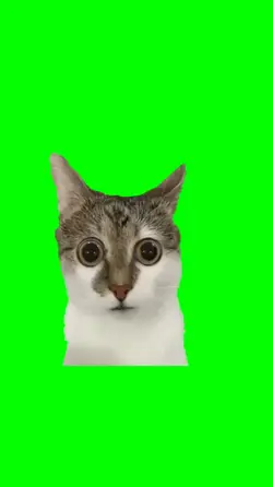 Cat greenscreen meme