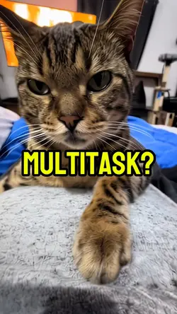 Can u multitask? 😼