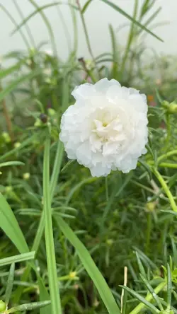 Mẫu hoa