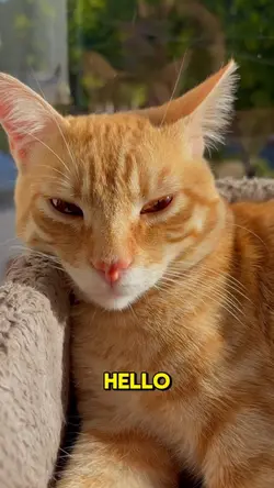 transition cat