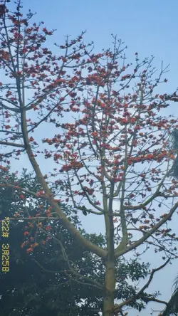 MẪU 1 ẢNH