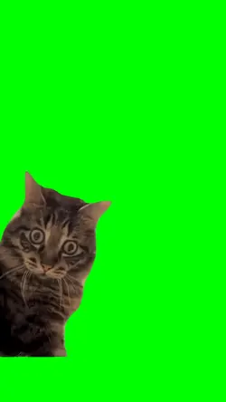 SHOCKED CAT
