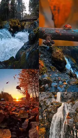 Autumn leaves