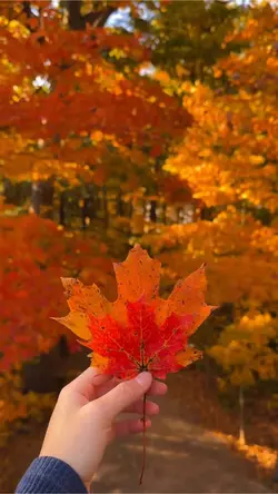 Autumn leaves