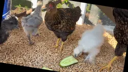 Get some chickens