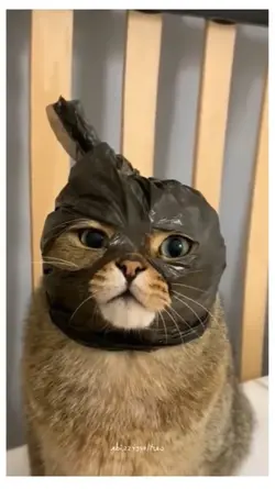 kucing lucu 