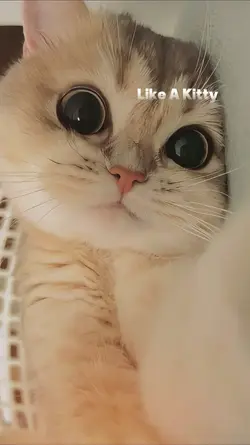 like a kitty