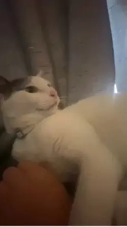 cat and dog