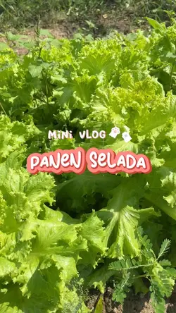 Garden Mini Vlog🪴