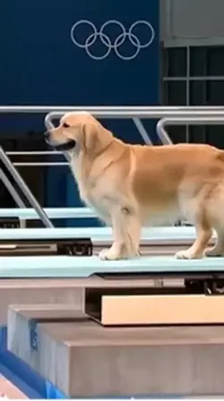 Chó