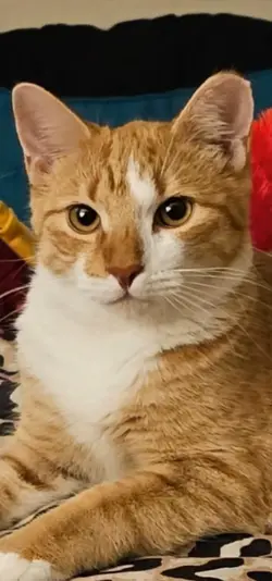 SuperSimba