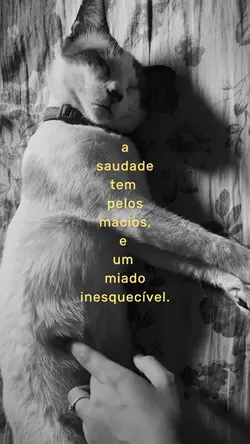 A saudade tem pelos