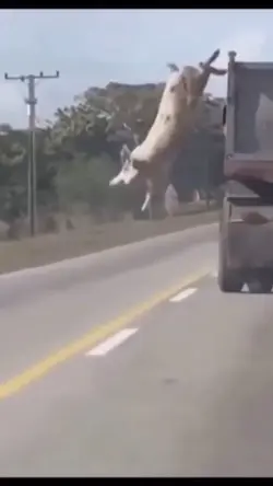 Pig run 🤣