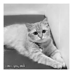 i miss you