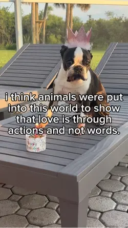animals