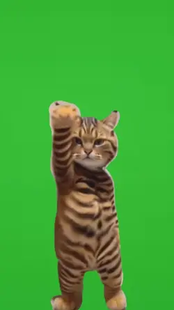 cat green screen 