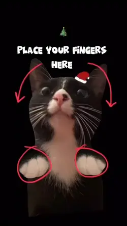Funny cat meme 