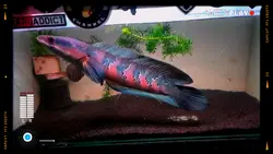 ikan channa hias