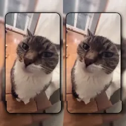 Cat kiss x Sayanggg