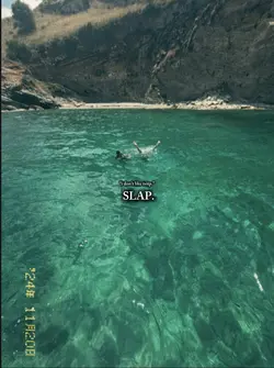 slap slap 