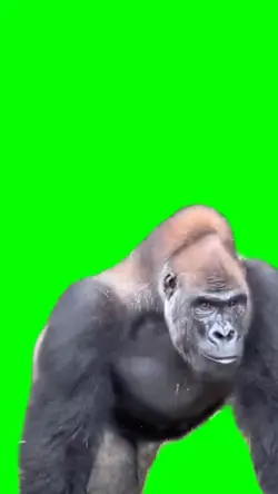 Gorilla Green Screen