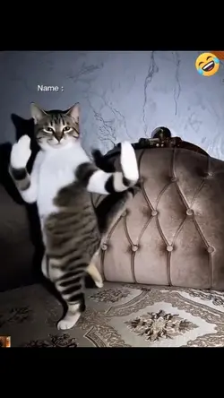 Dance Cat
