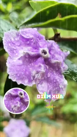 Diễm xưa