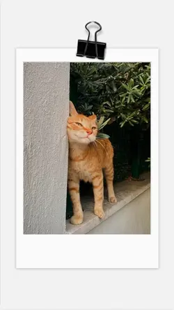 Cutie Cat 