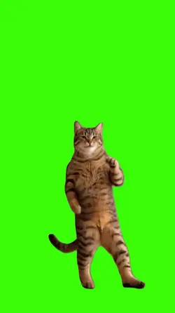 Cat/Gato.
