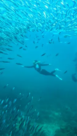PDAC Free Diving 