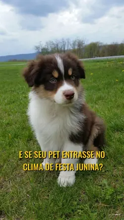 Pet junina 