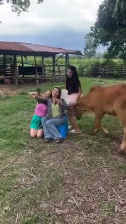 Sapi nakal 