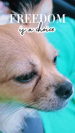 My Dog's Lifestyle