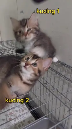 Anak Kucing