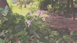 Cinematic 4k