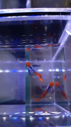 ikan guppy