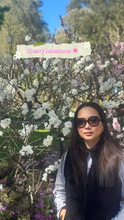 Cherry blossoms 