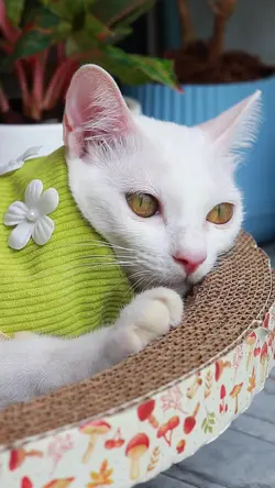 รักนะ