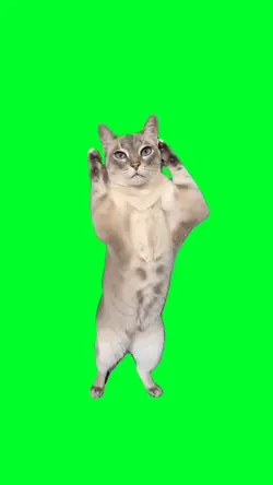 Cat dancing