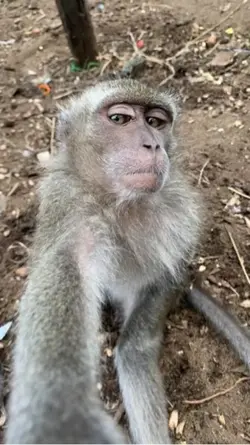 Monyet selfie