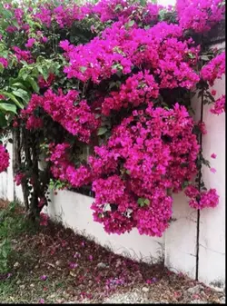 1 ảnh