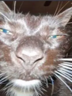 Yo