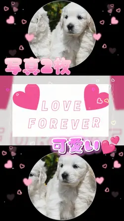 コラージュ 写真2枚