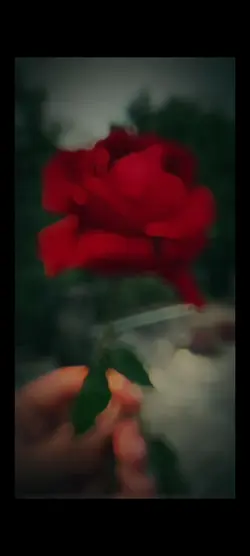 rose