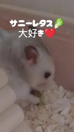 ハムケツwww