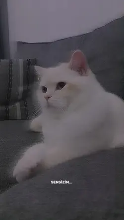 kedişom