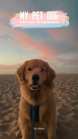My pet dog